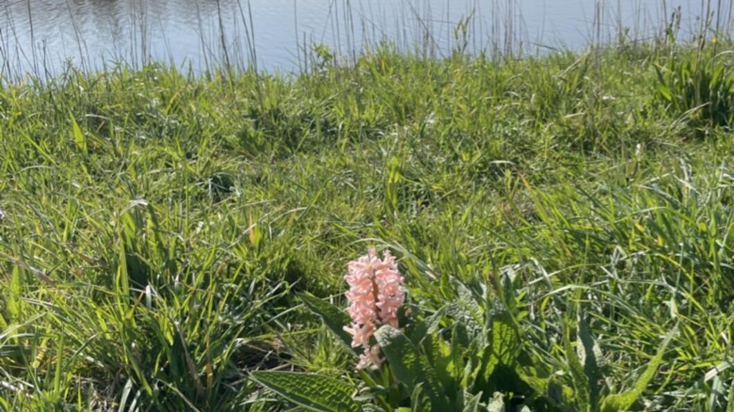 Oostknollendam