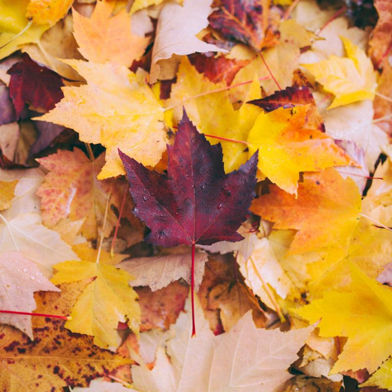 Herfstbladeren